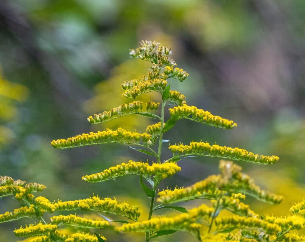 Solidago rugosa