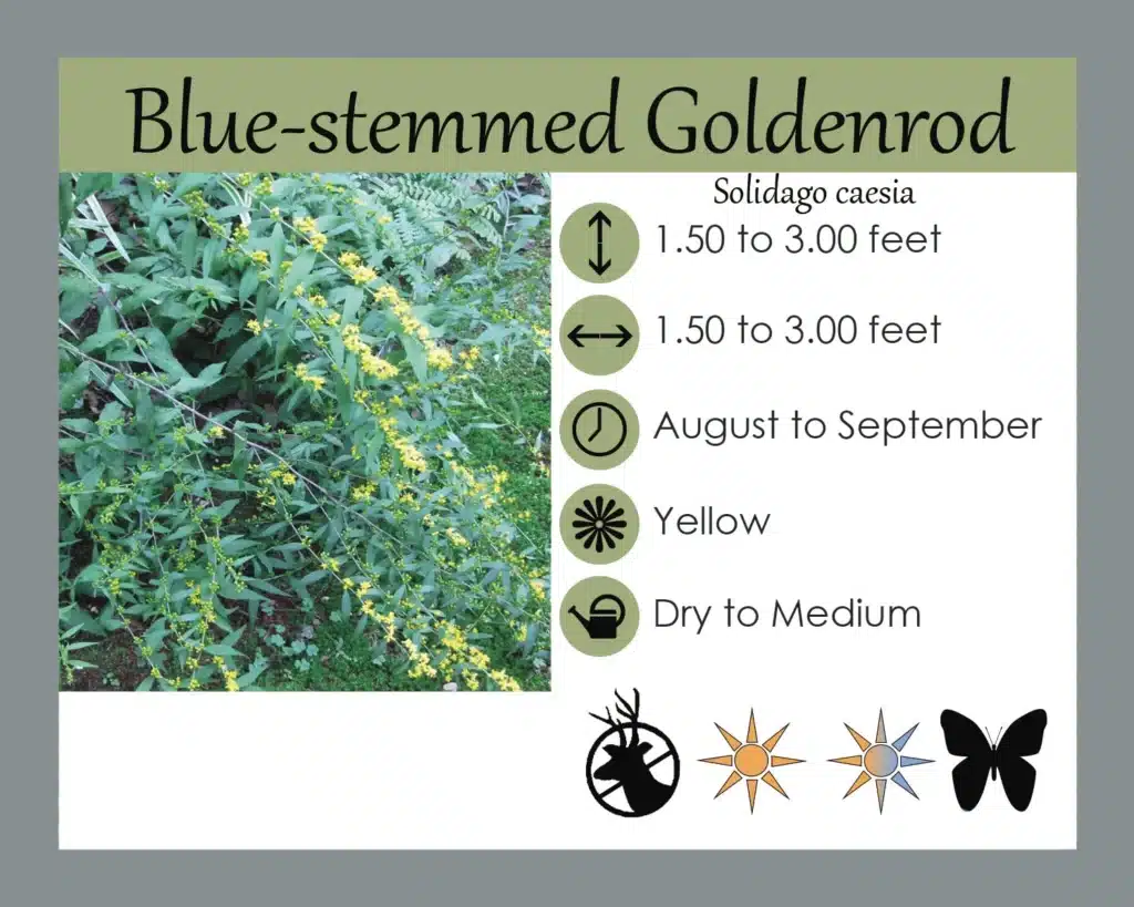 blue stem grod