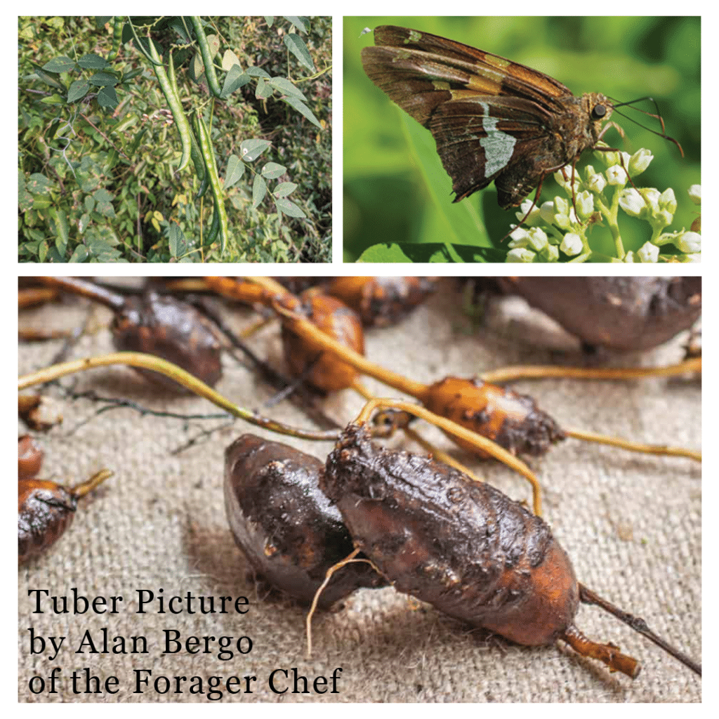 Apios americana tuber butterfly and seed pod