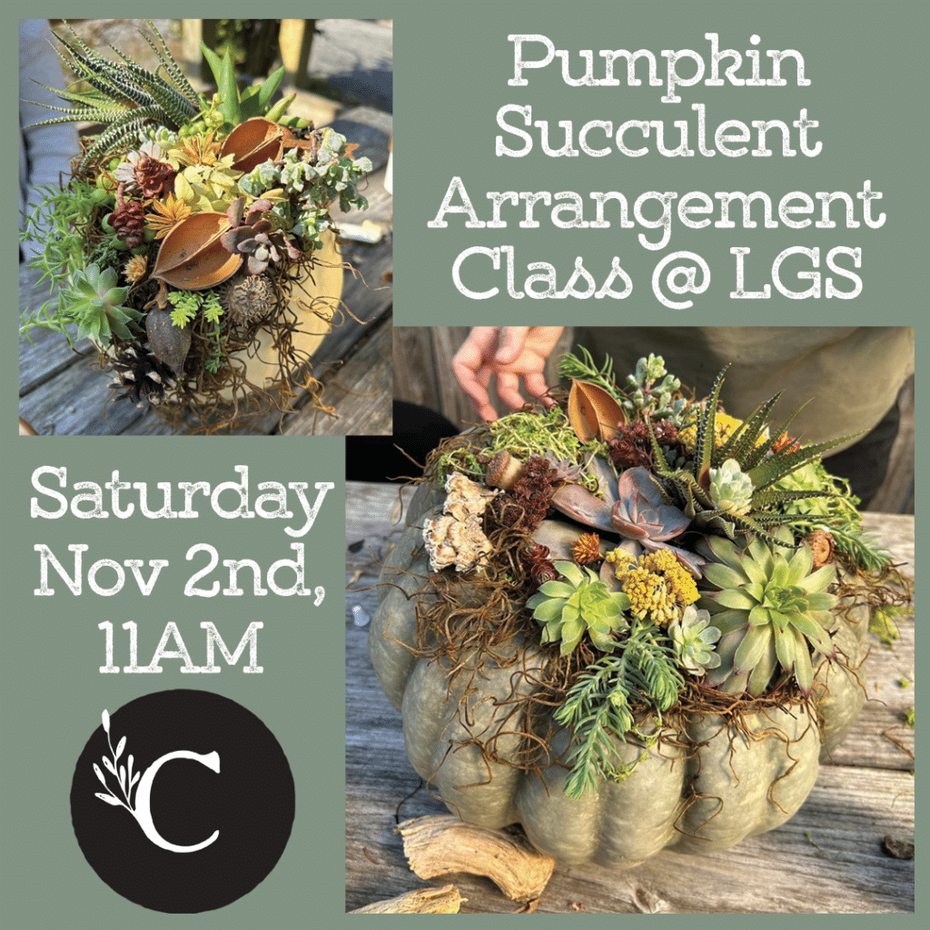 Pumpkin Succulent Arrangement Class LGS