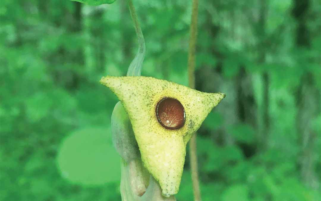 Maryland Native Vine: Aristolochia macrophylla – Dutchman’s Pipe