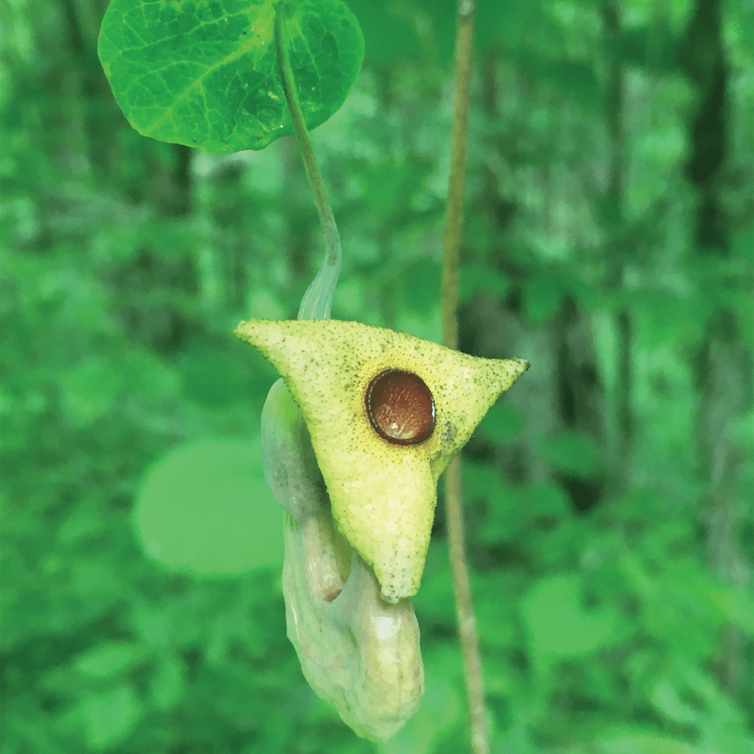 Aristolochia macrophylla small pic