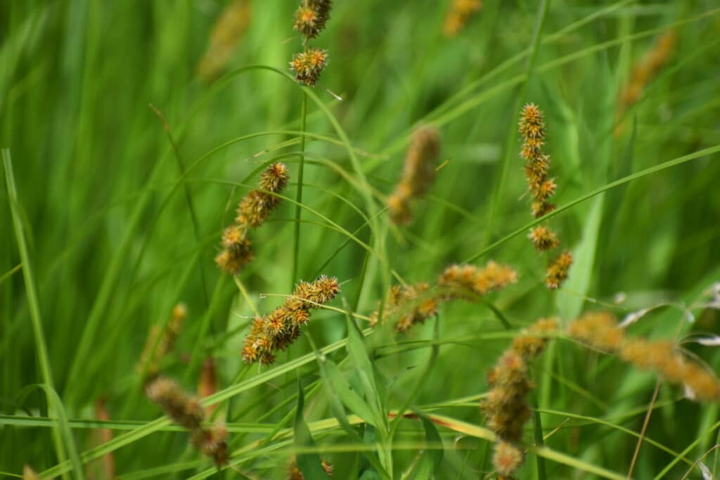 Fox Sedge Seeds