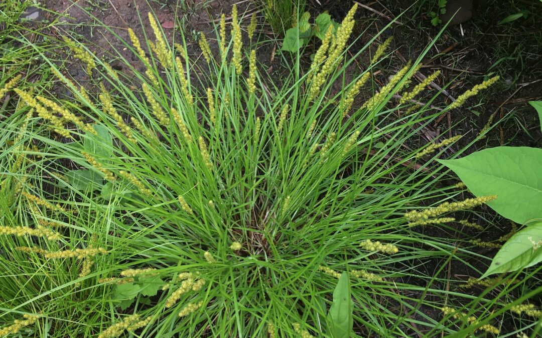 Native Plants for Wet Soils : Carex vulpinoidea – Fox Sedge