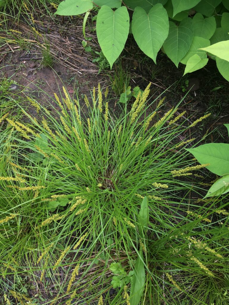 Fox Sedge clump