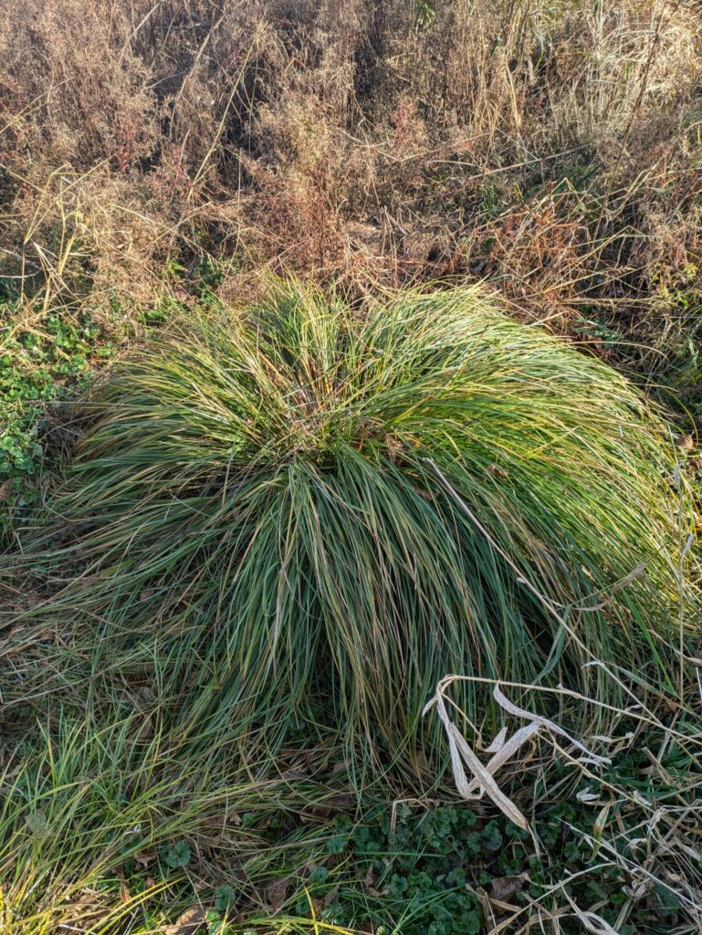 Fox Sedge in winter