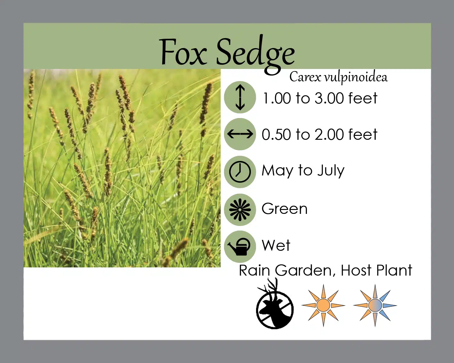 Fox Sedge info card