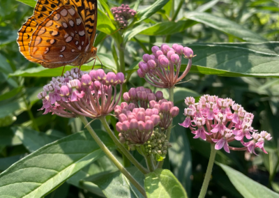 Frittillary on milkweed