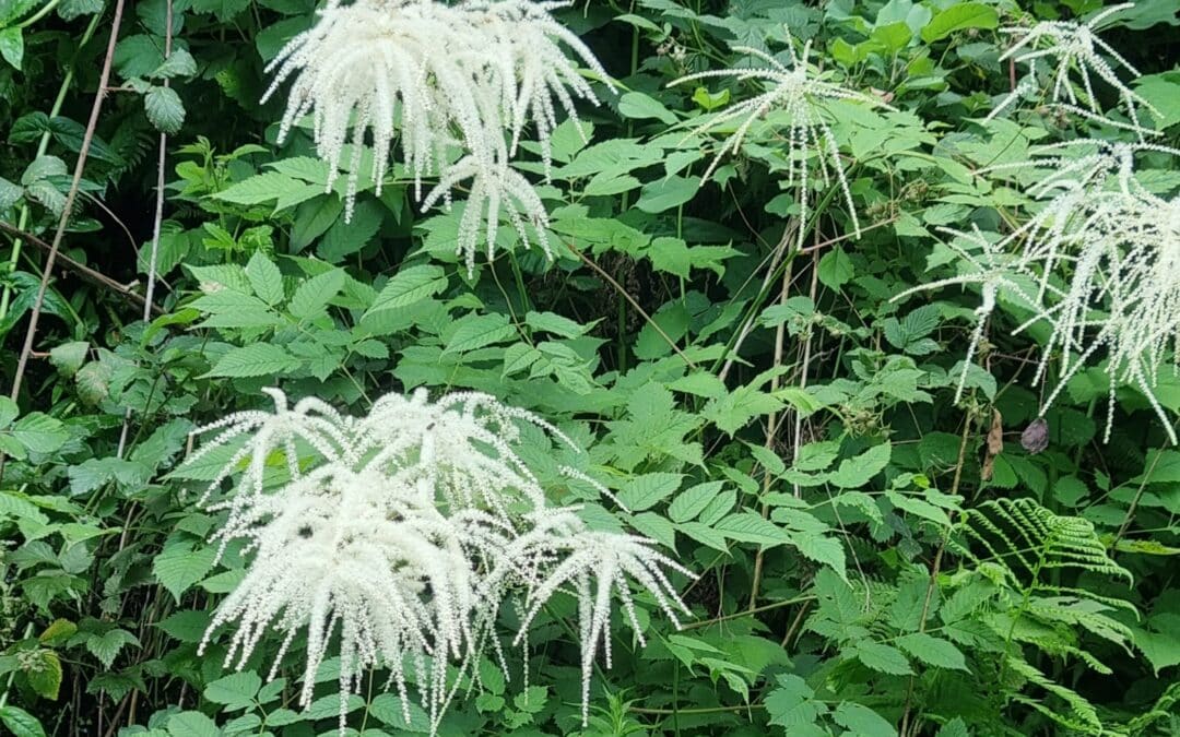 Native Plants for Wet Soils : Aruncus dioicus – Goat’s Beard