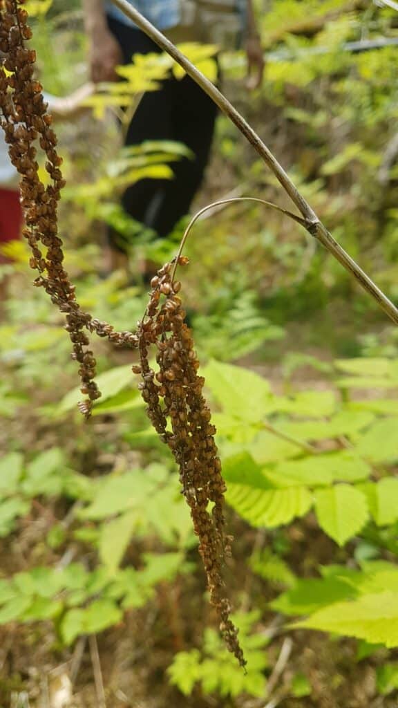 Goat's Beard Seeds