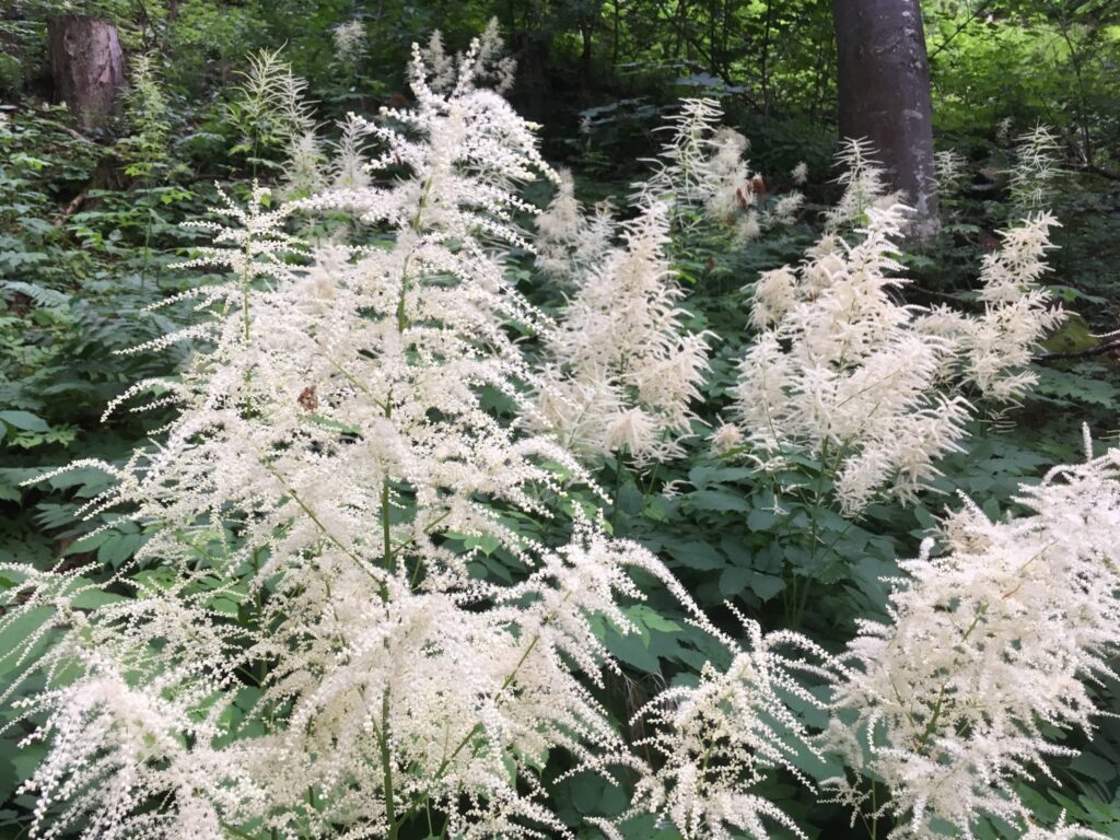 Goat's Beard flowers