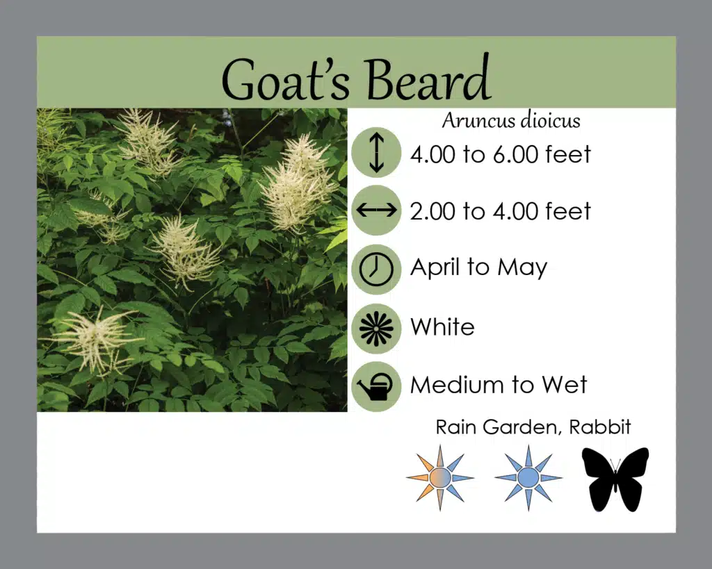 Goats Beard info card