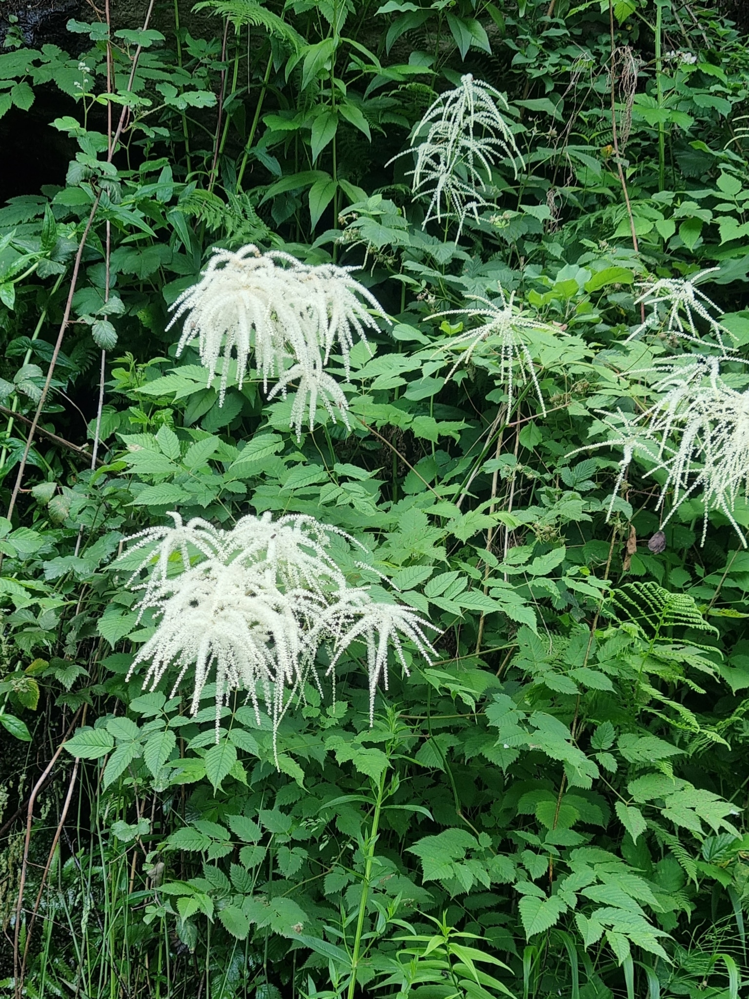 Goat's Beard