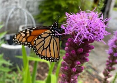 Monarch Liatris