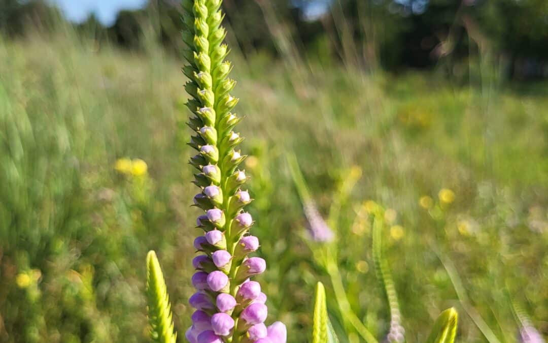 Vigorous Maryland Native Plants: Physostegia virginiana – Obedient Plant