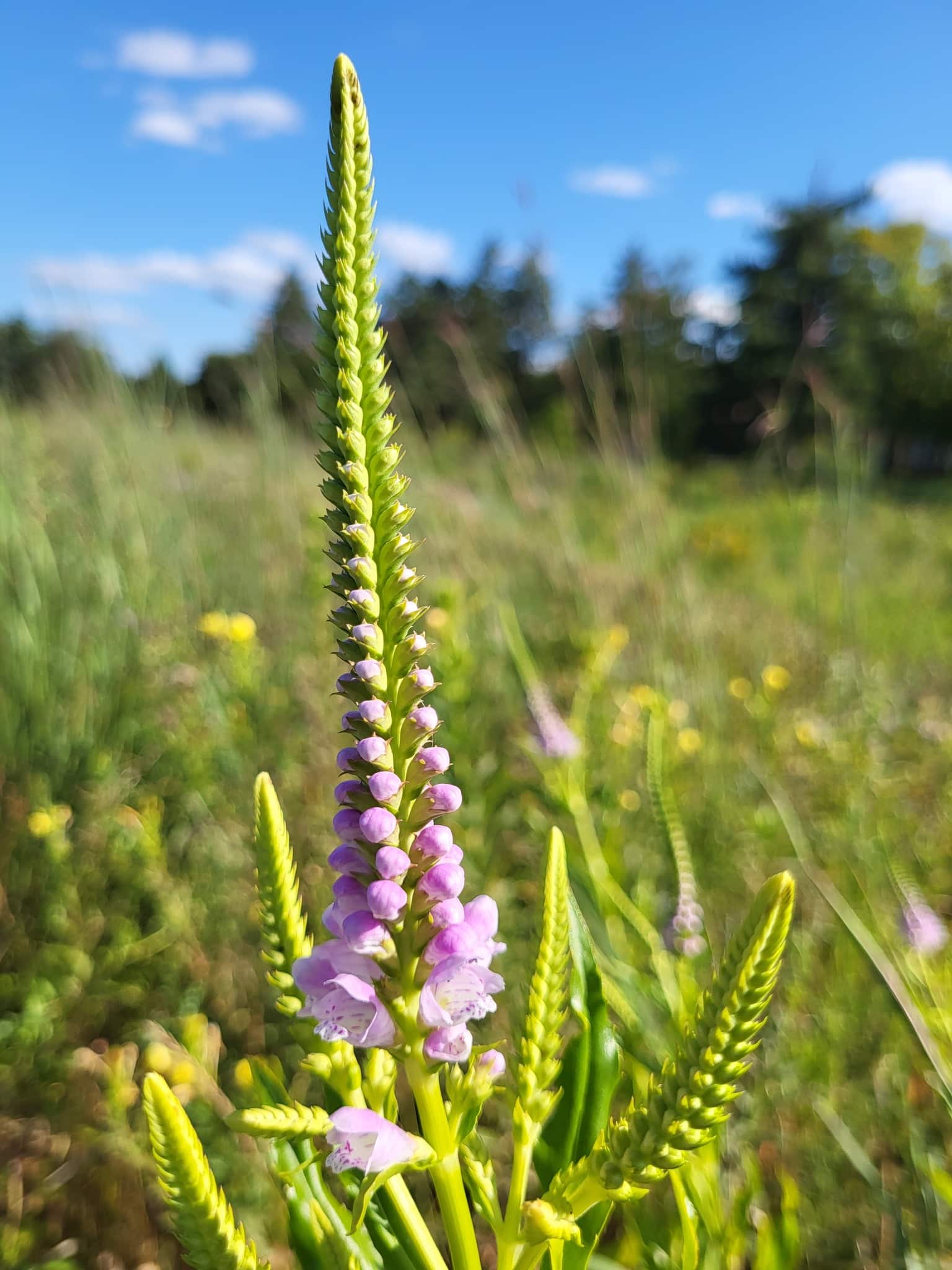 Obedient Plant buds