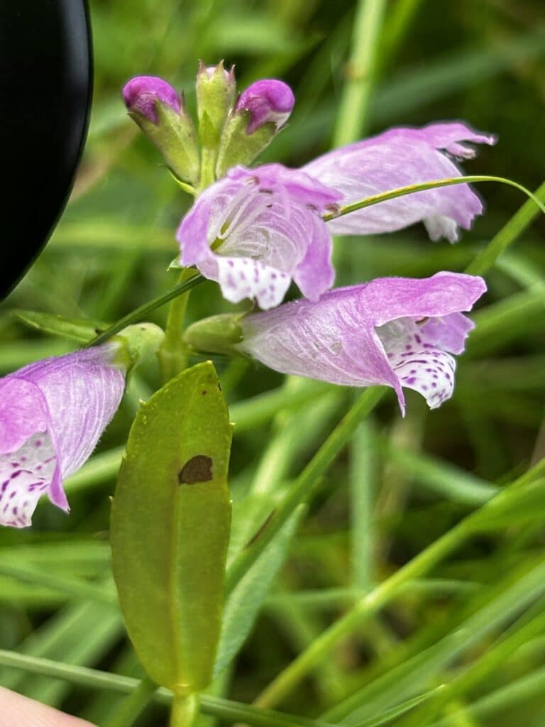 Obedient Plant flowers closeup