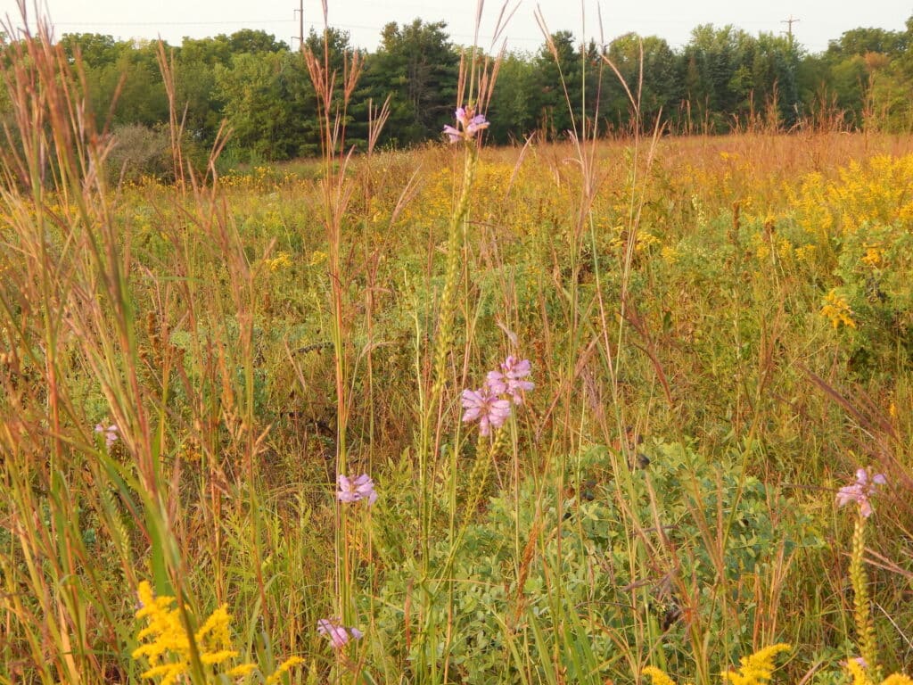 Obedient Plant in field