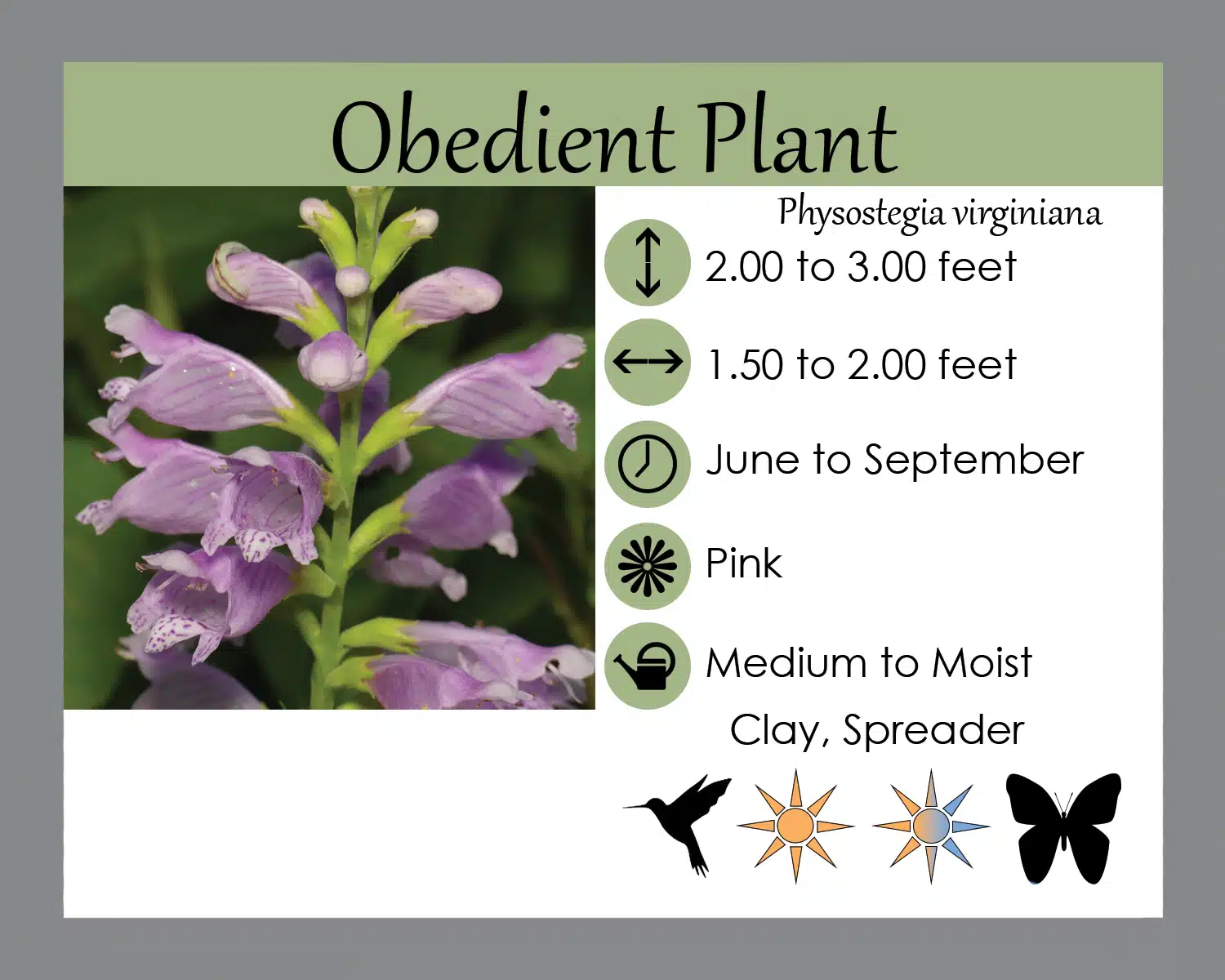 Obedient Plant info card