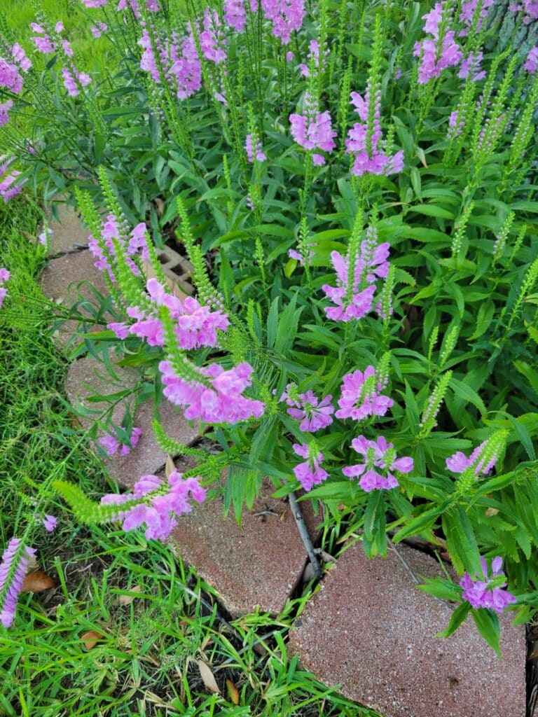 Obedient Plant massed