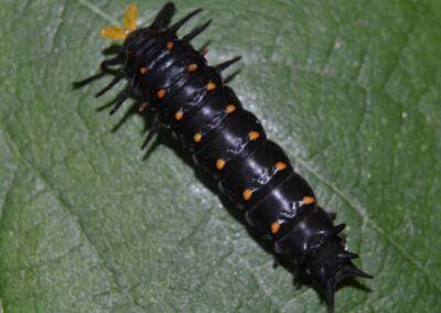 Pipevine Swallowtail Caterpillar