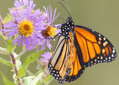 Symphyotrichum novae angliae monarch cropped