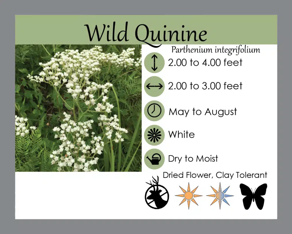 Wild Quinine