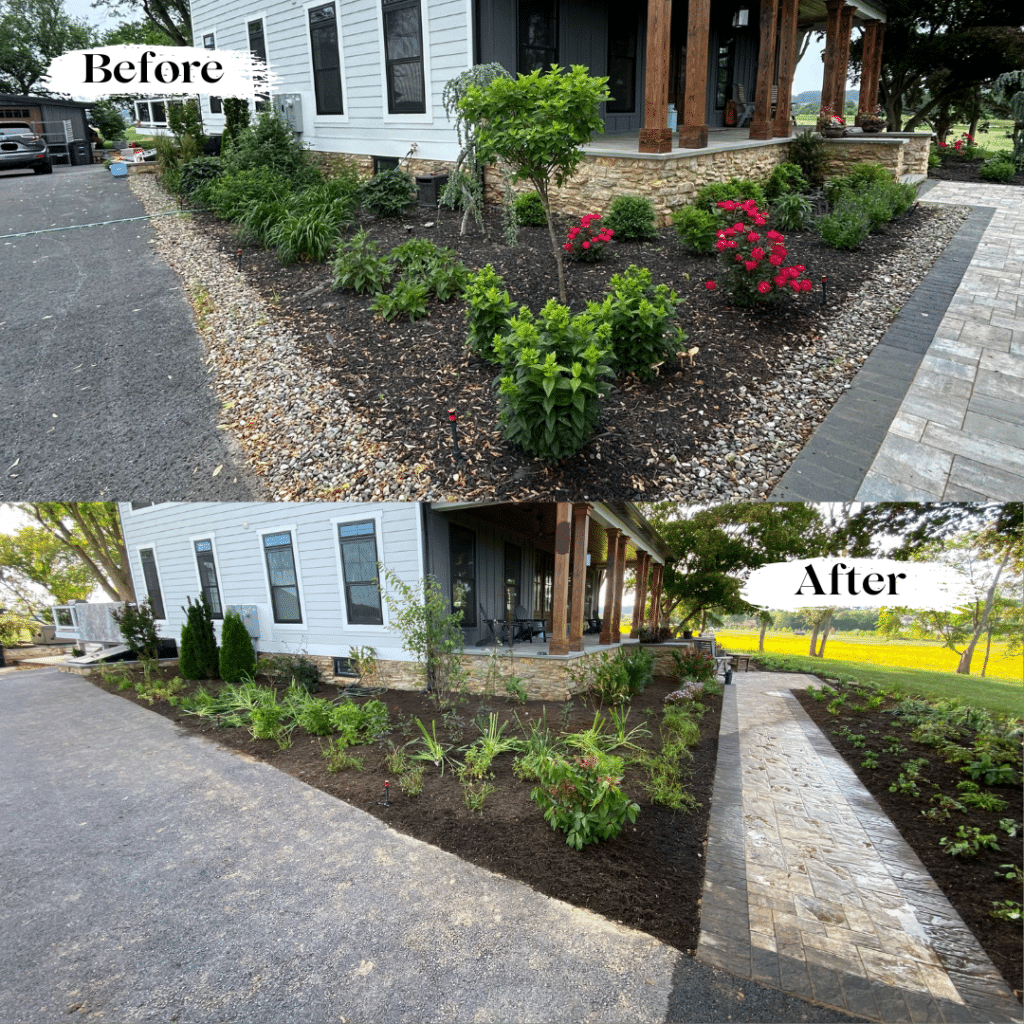 Native Plant Front Foundation Redo Woodbine MD