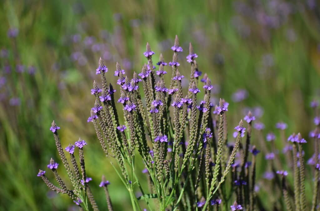 Native Plants for Wet Soils : Verbena hastata – Blue Vervain