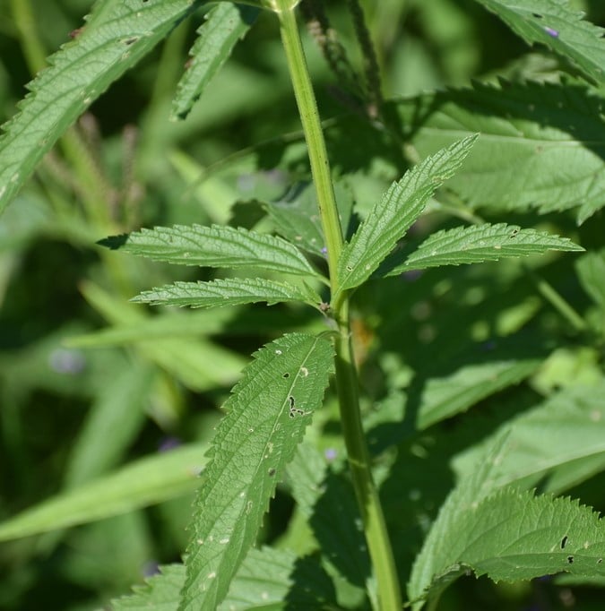 Blue Vervain leaf and stem