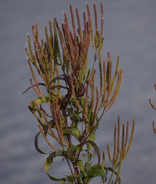 Blue Vervain in winter