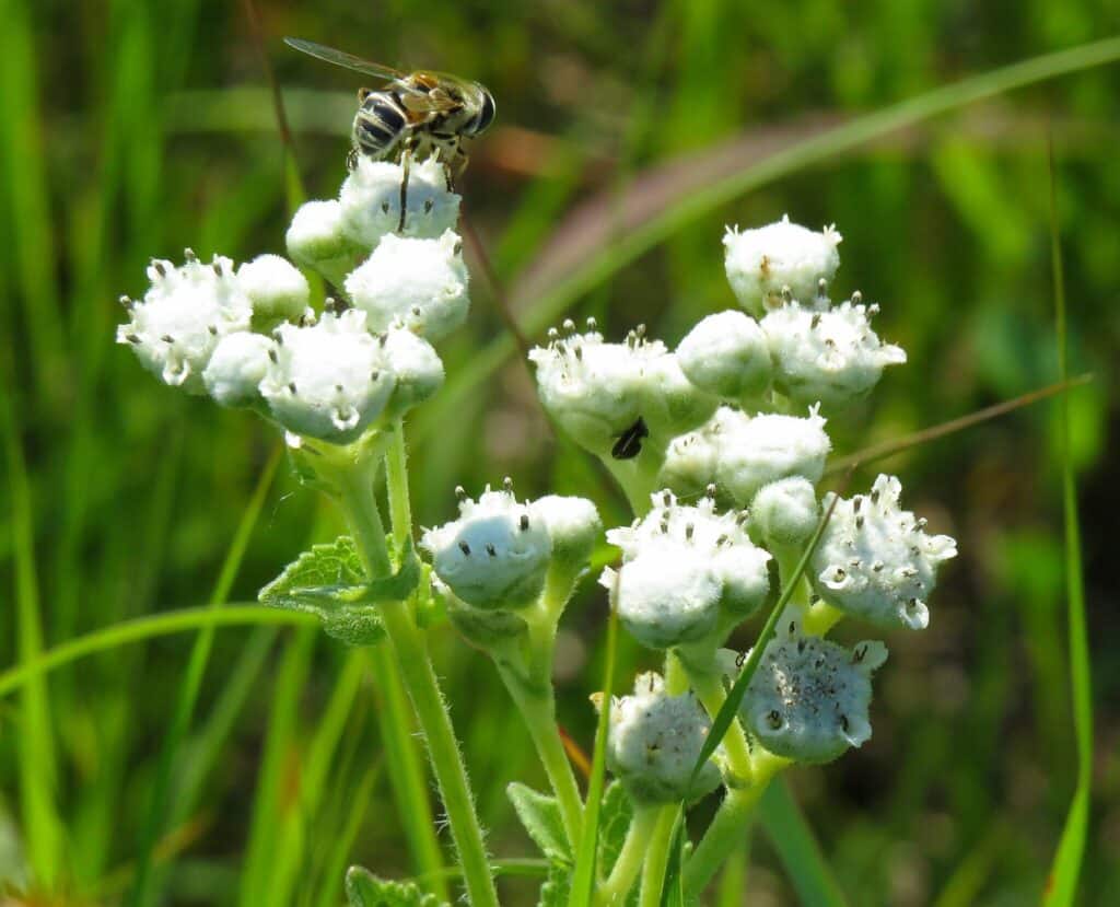 Wild quinine with pollinator