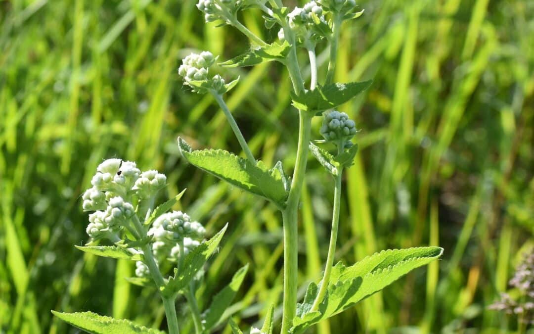 Maryland Native Plants: Parthenium integrifolium – Wild Quinine