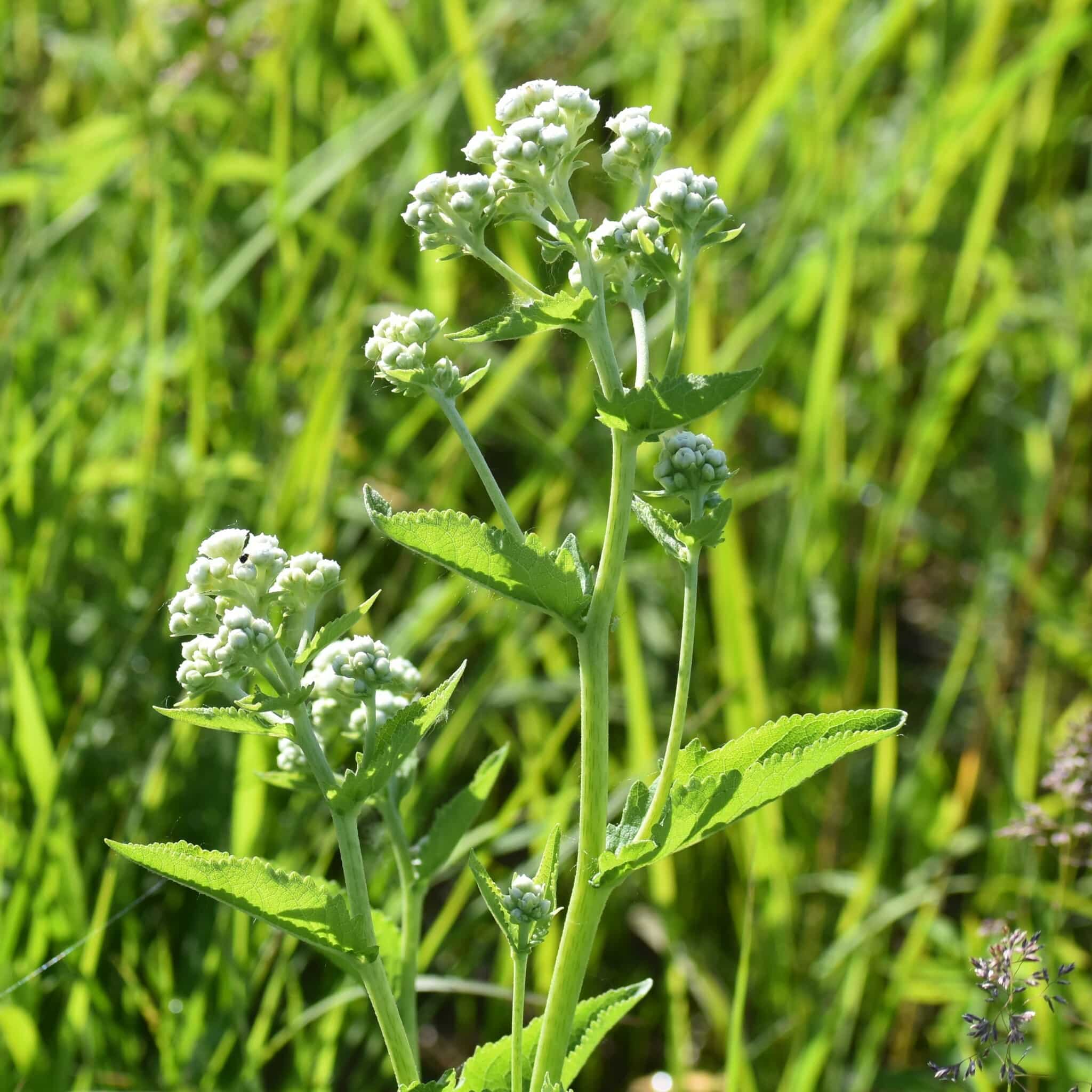 wild quinine plant