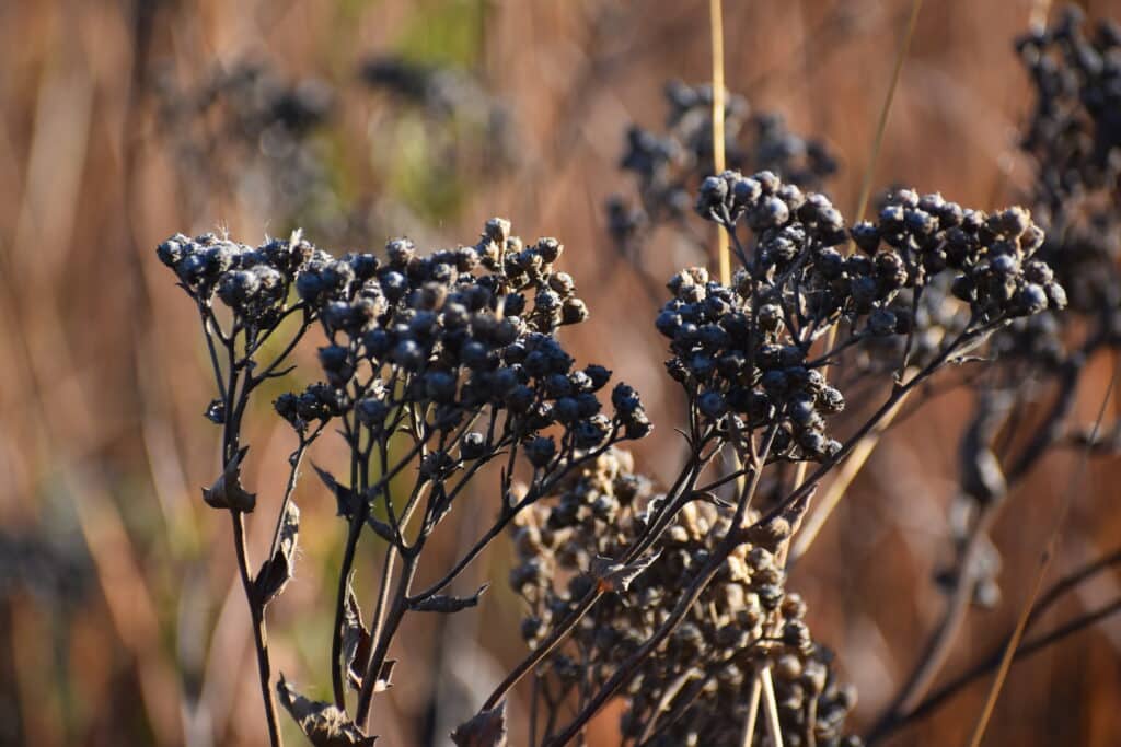 wild quinine winter