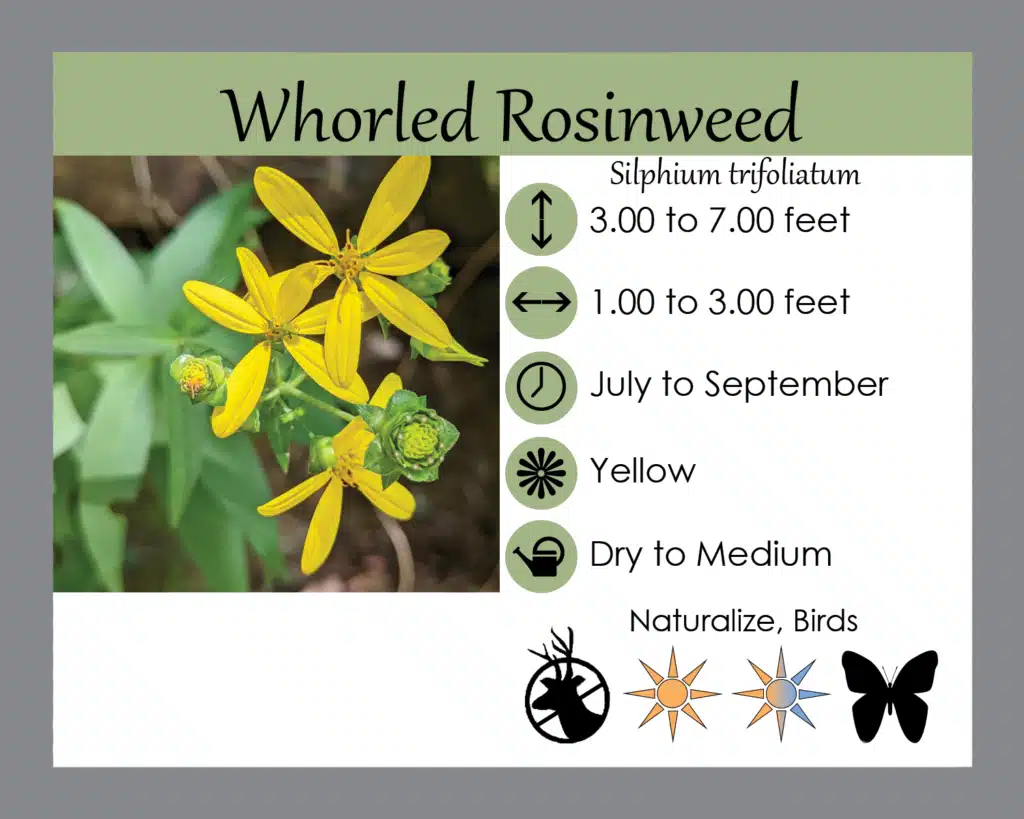 whorledrosinweedcard