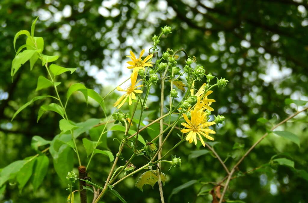 Native Plants for Dry Soils : Silphium trifoliatum- Whorled Rosinweed