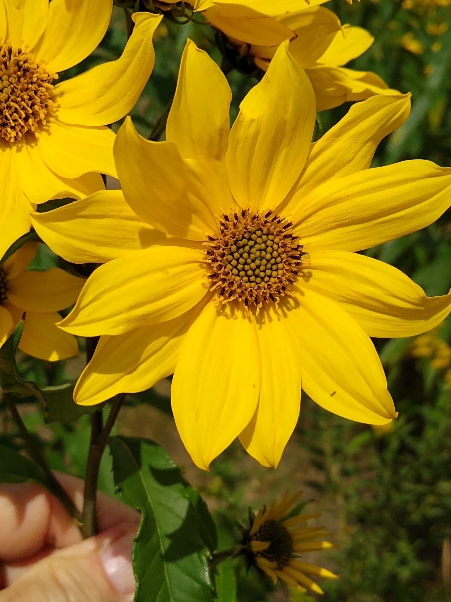 Giant Sunfllower bloom