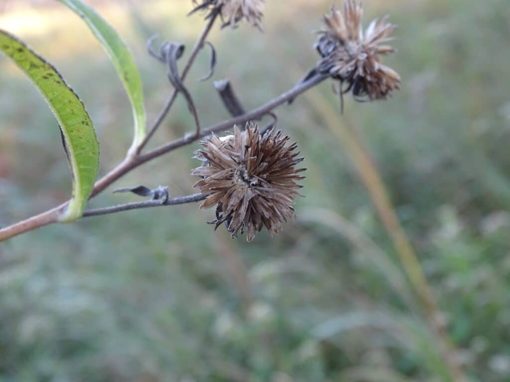 Giant Sunflower Seed Head