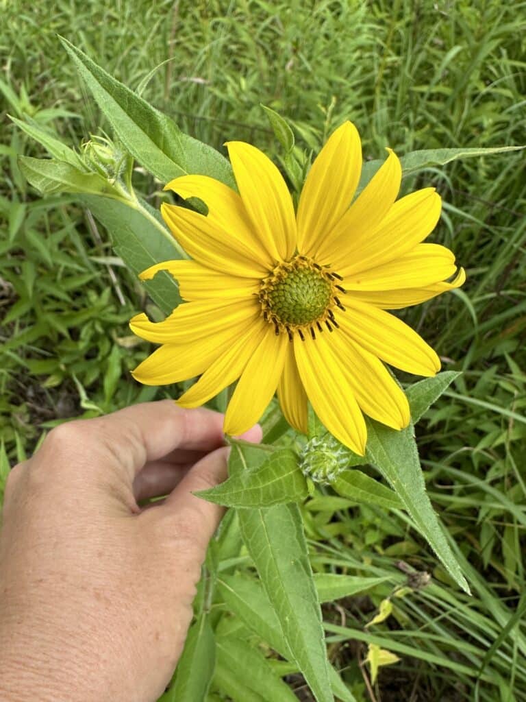 Giant Sunflower Bloom