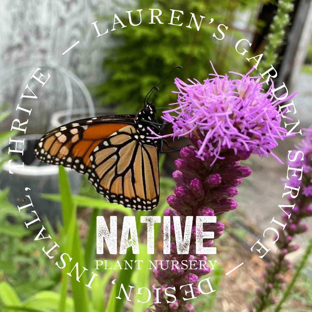 Monarch Liatris Profile Pic